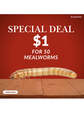 == weekly special == mealworm x 50